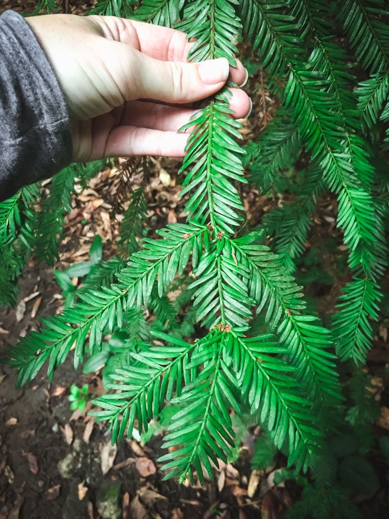 a hand holding a coast redwood branch
