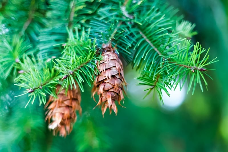 douglas-fir tree with cones