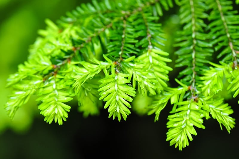 hemlock tips