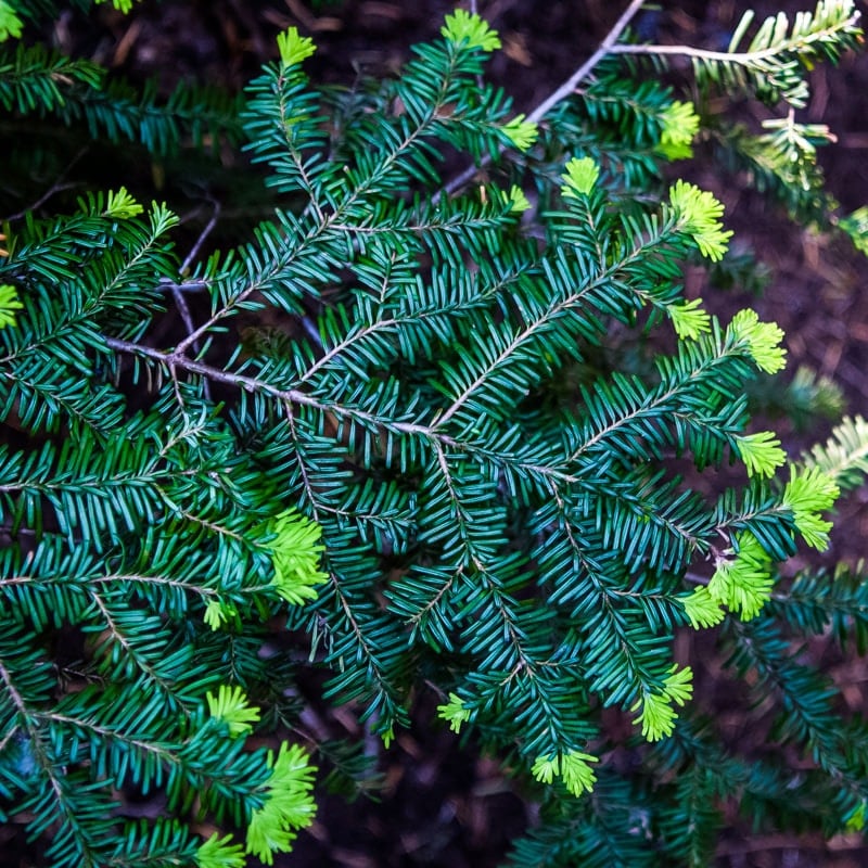 hemlock branch with tips