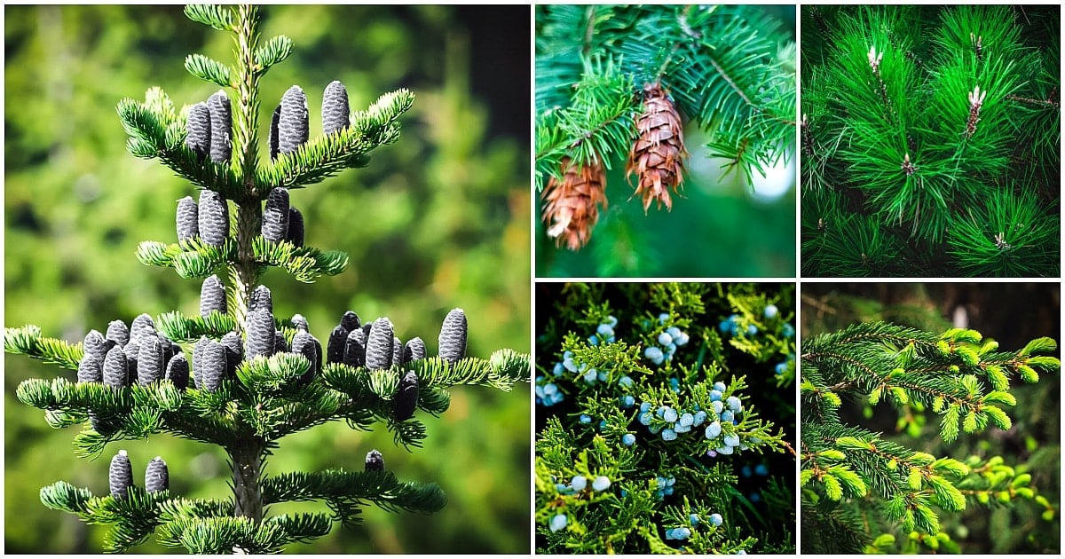 Identifying Conifers