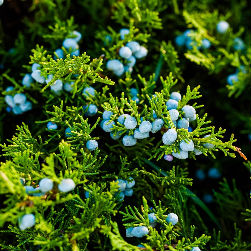 juniper with berries and scale like needles