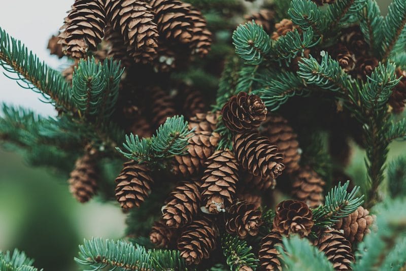 norway spruce branches