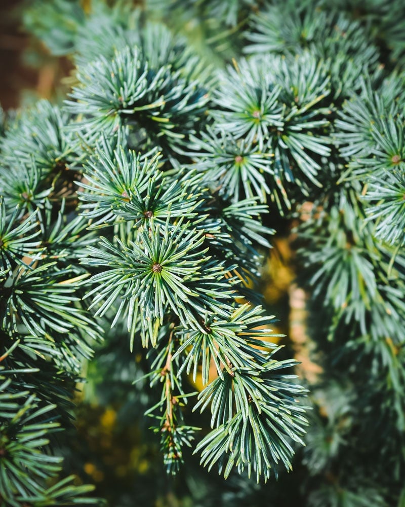 atlas cedar tree