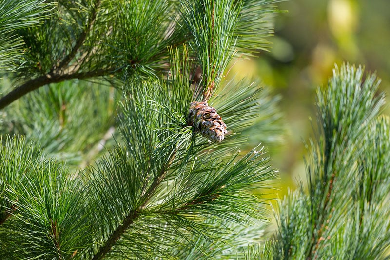 white pine branch