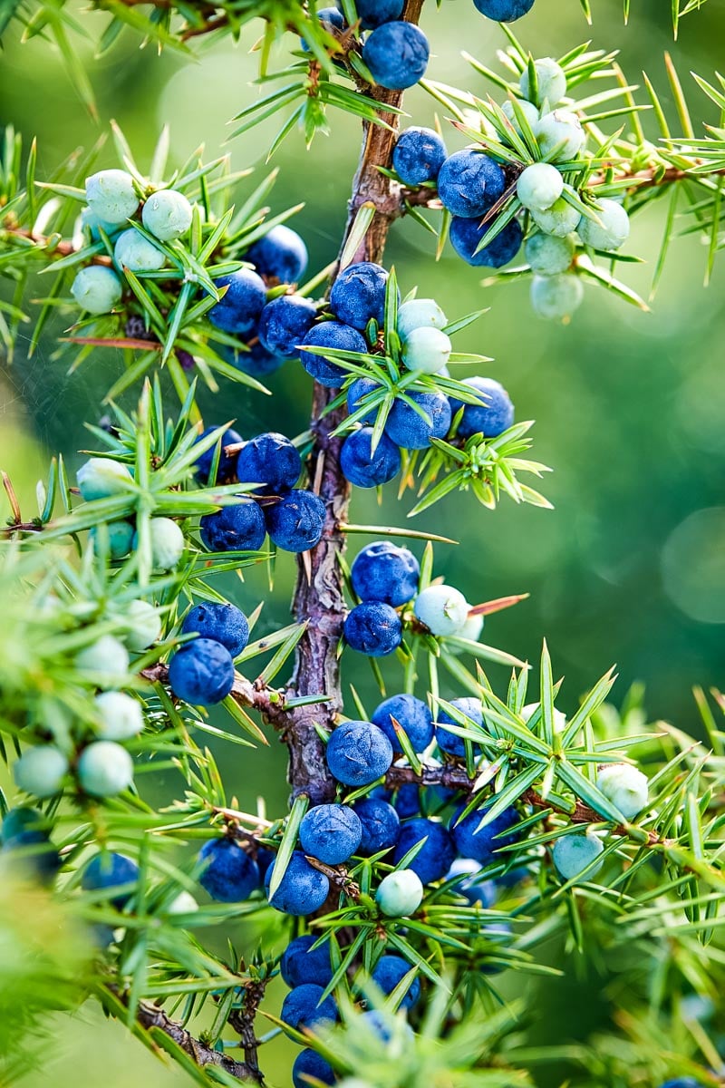 juniper berries on a young juniper tree