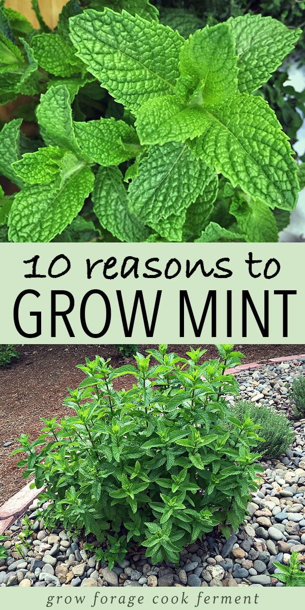 10 Reasons to Grow Mint (Without Fear)
