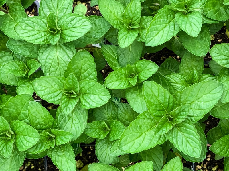 10 Reasons to Grow Mint (Without Fear)