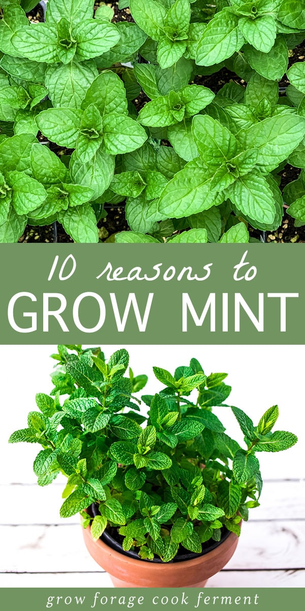 10 Reasons to Grow Mint (Without Fear)