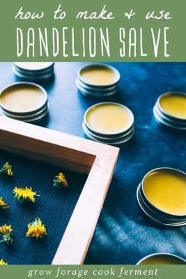 How to Make and Use Dandelion Salve