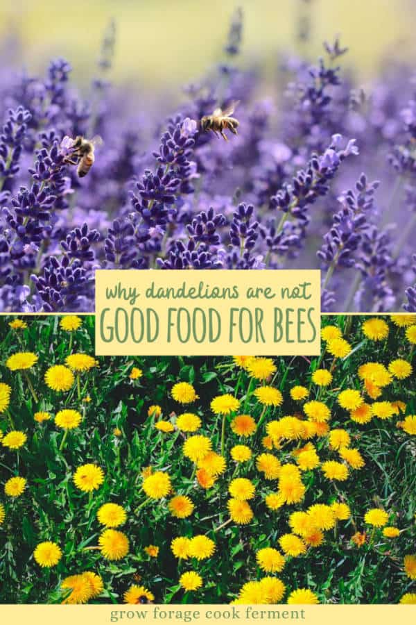 Should You Save Dandelions for the Bees? 6 Things to Consider.