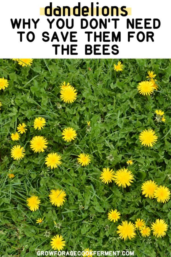 Should You Save Dandelions for the Bees? 6 Things to Consider.