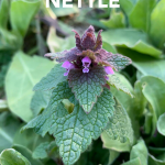 purple dead nettle uses benefits look alike