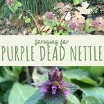 purple dead nettle uses benefits look alike