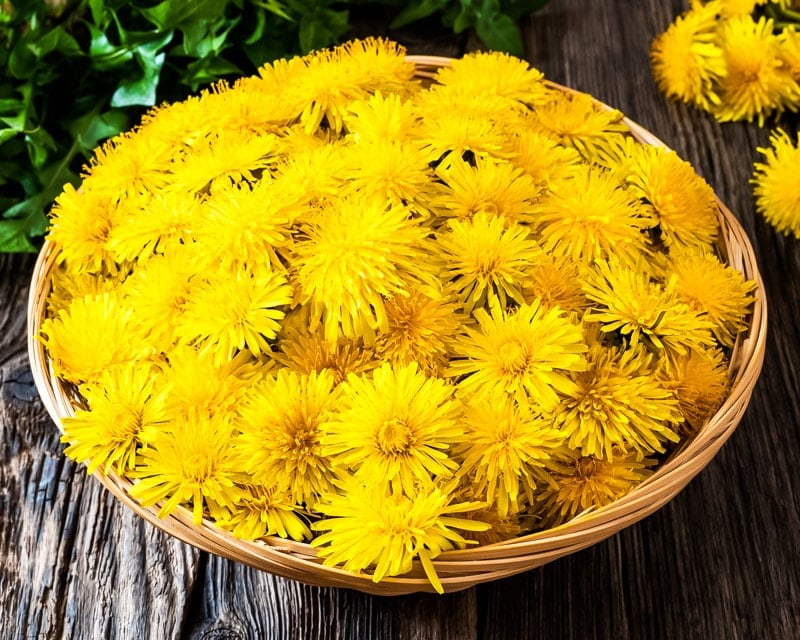 Bright yellow dandelion blossoms in a wicker bowl. 