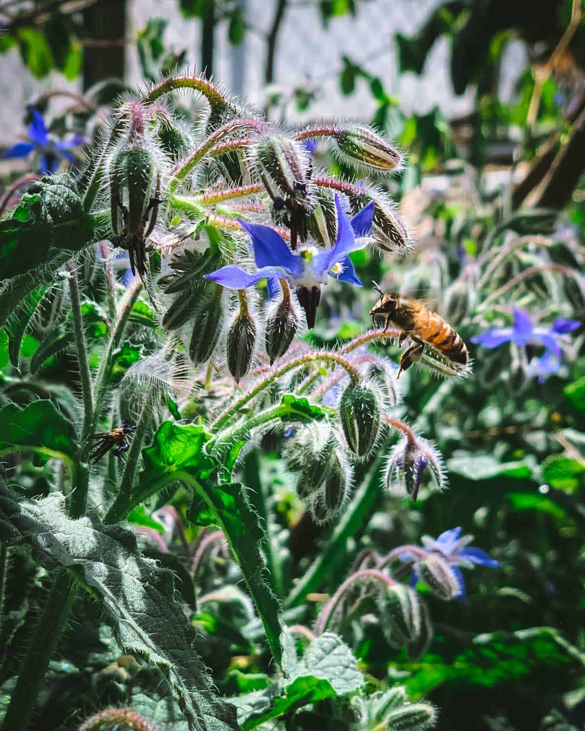 bee flying towards a borage flower