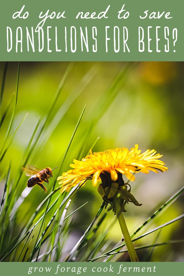 Have you ever heard that you should save dandelions for the bees? Here are some things to consider about dandelions and bees. Read on to learn more, and what plants and flowers you should be saving for bees instead. bee flying towards a dandelion flower