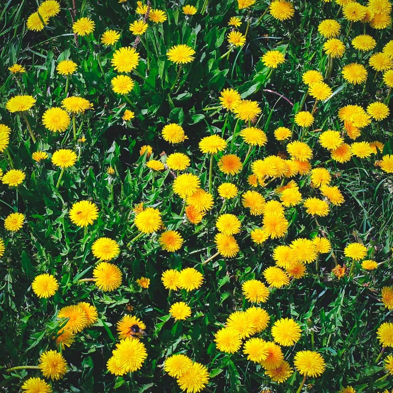 Have you ever heard that you should save dandelions for the bees? Here are some things to consider about dandelions and bees. Read on to learn more, and what plants and flowers you should be saving for bees instead. a lawn full of dandelions