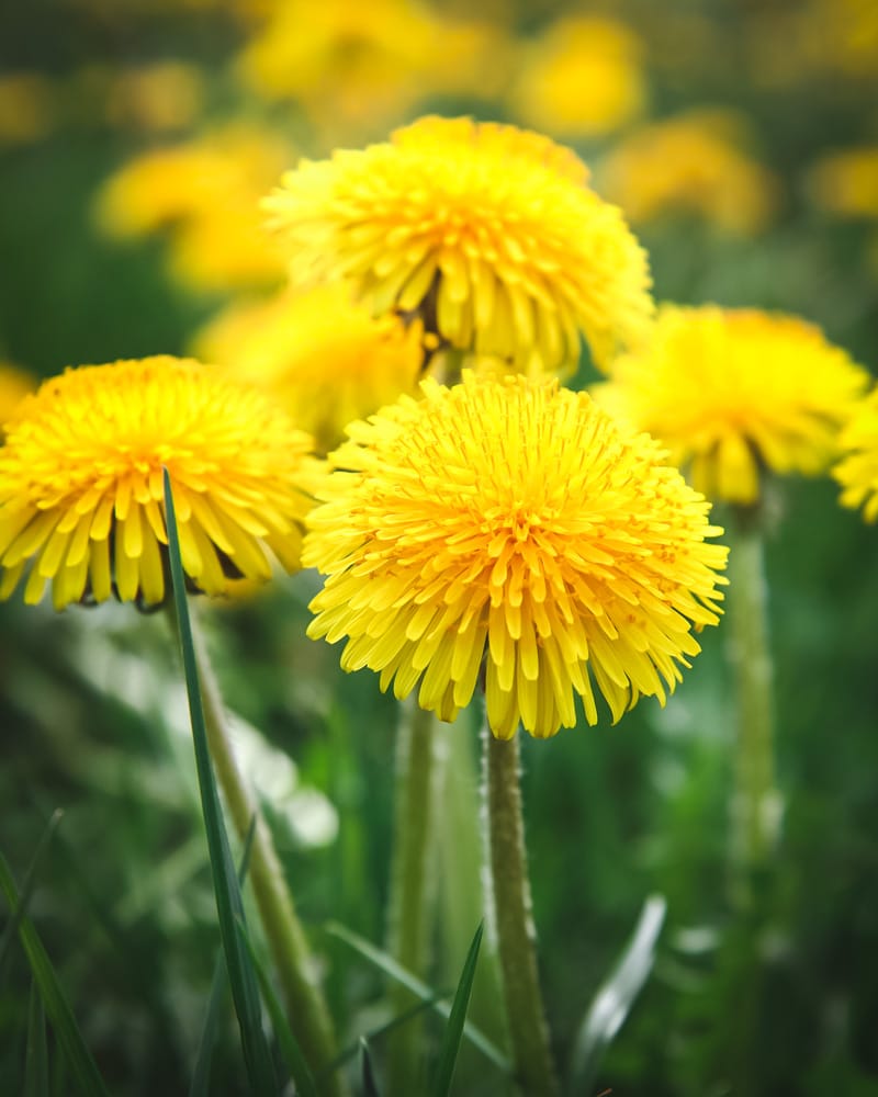 dandelion flowers