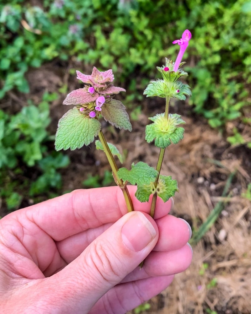 foraging for purple dead nettle: an edible backyard weed