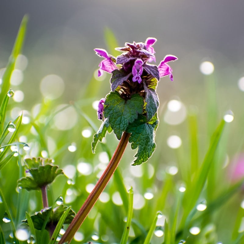 purple dead nettle plant with dew