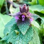 purple dead nettle uses benefits look alike