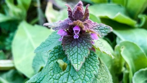 purple dead nettle uses benefits look alike
