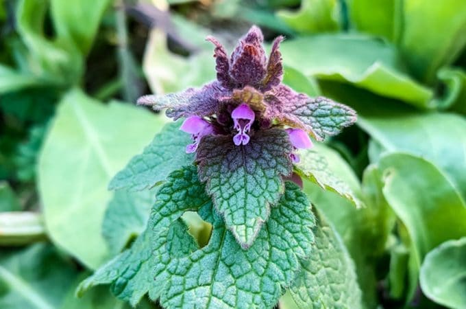 purple dead nettle uses benefits look alike