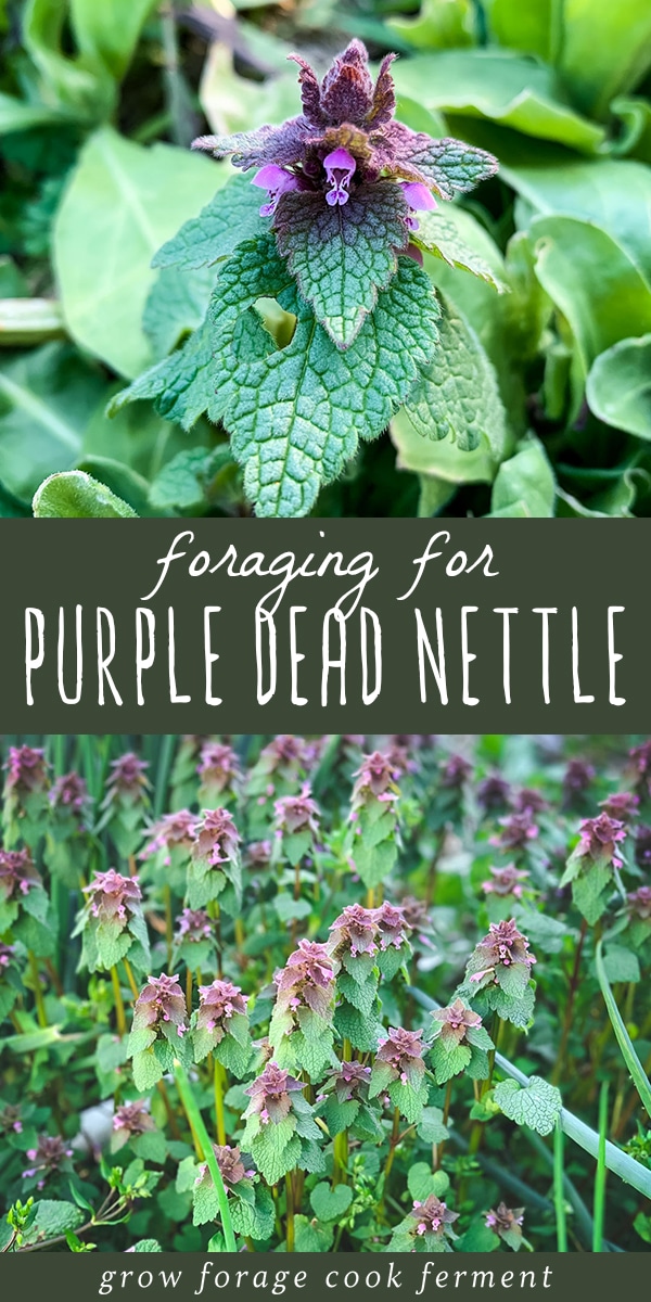 Foraging for Purple Dead Nettle an edible backyard weed