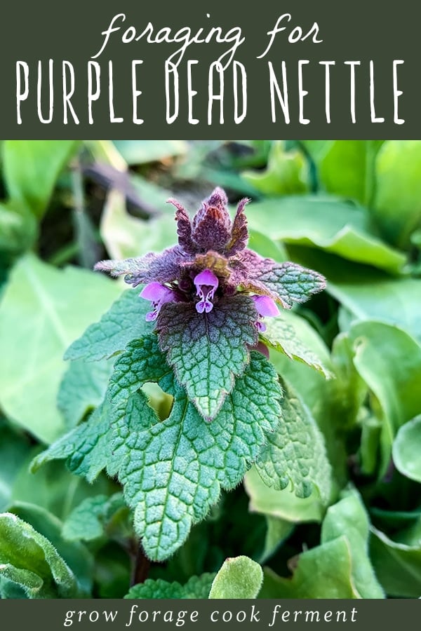 close up of a purple dead nettle plant