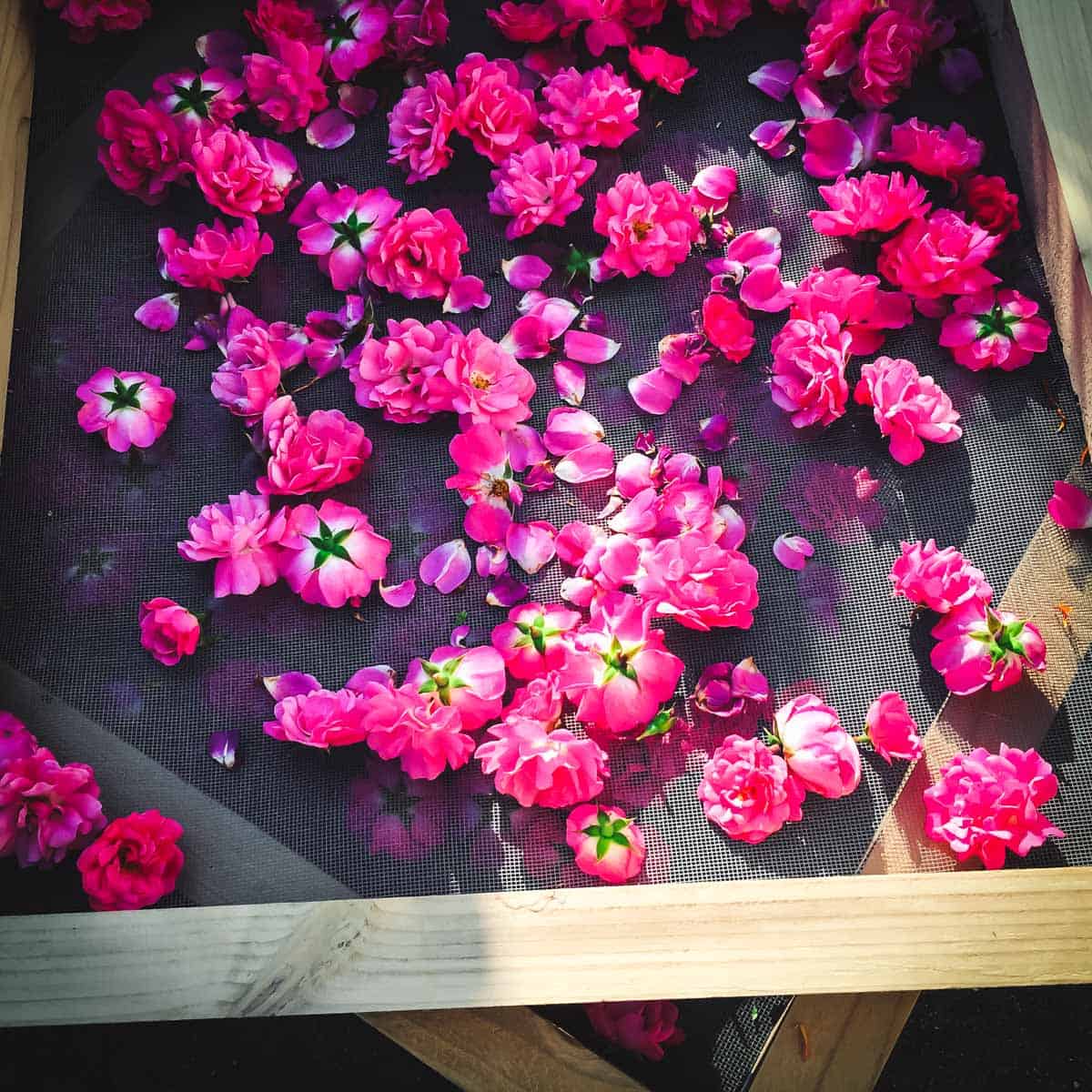 fresh pink roses on a drying screen