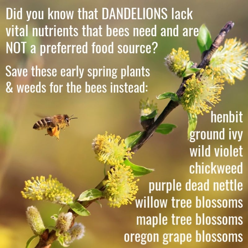 Have you ever heard that you should save dandelions for the bees? Here are some things to consider about dandelions and bees. Read on to learn more, and what plants and flowers you should be saving for bees instead. a list of early spring plants that bees love
