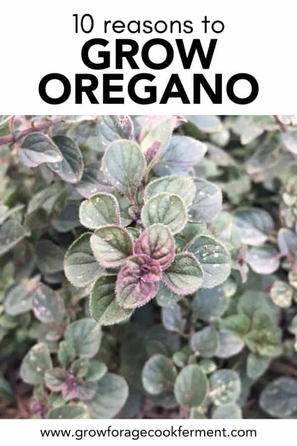 10 Reasons to Grow Oregano a Highly Beneficial Herb