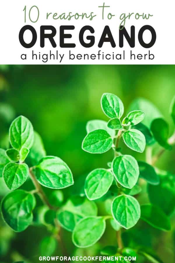 10 Reasons to Grow Oregano a Highly Beneficial Herb