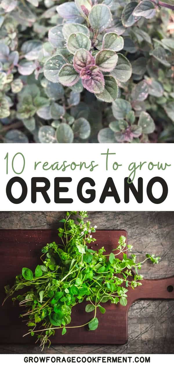 10 Reasons to Grow Oregano a Highly Beneficial Herb