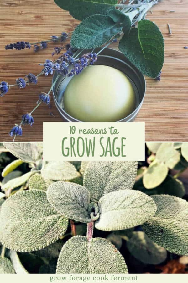 10 Reasons to Grow Sage for your Garden, Food, and Health