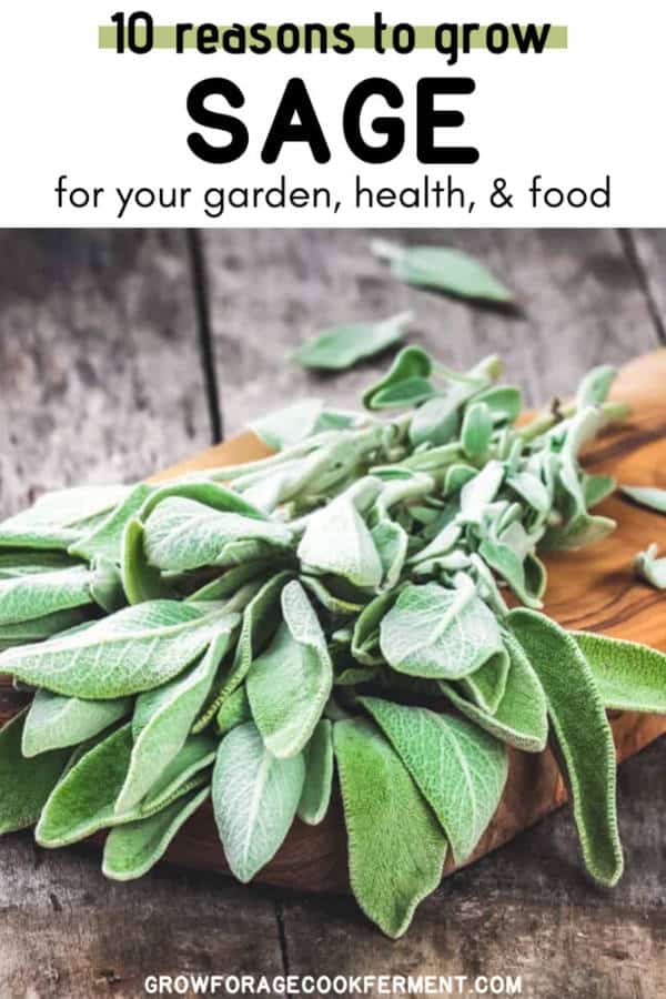 10 Reasons to Grow Sage for your Garden, Food, and Health