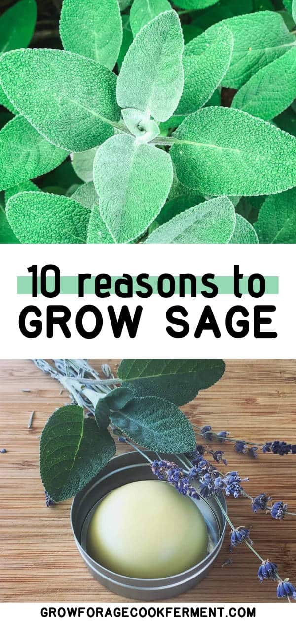 10 Reasons to Grow Sage for your Garden, Food, and Health