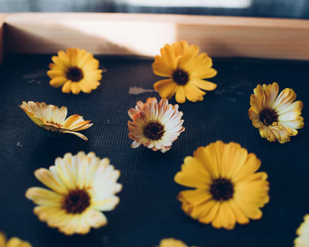 calendula flowers drying on a screen