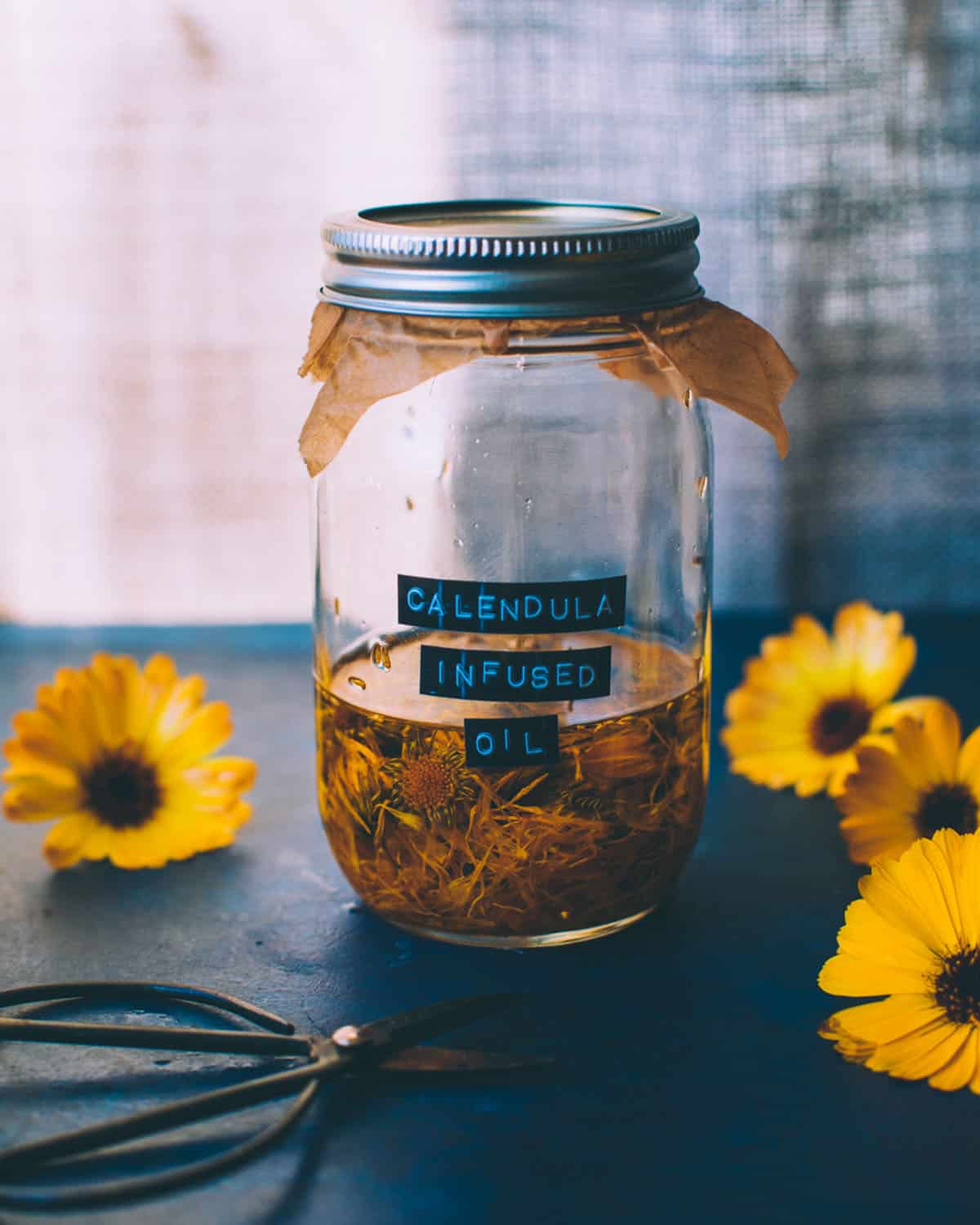 A closed jar with a label reading "calendula infused oil" that has calendula flowers infusing in a jar with oil, surrounded by calendula flowers. 