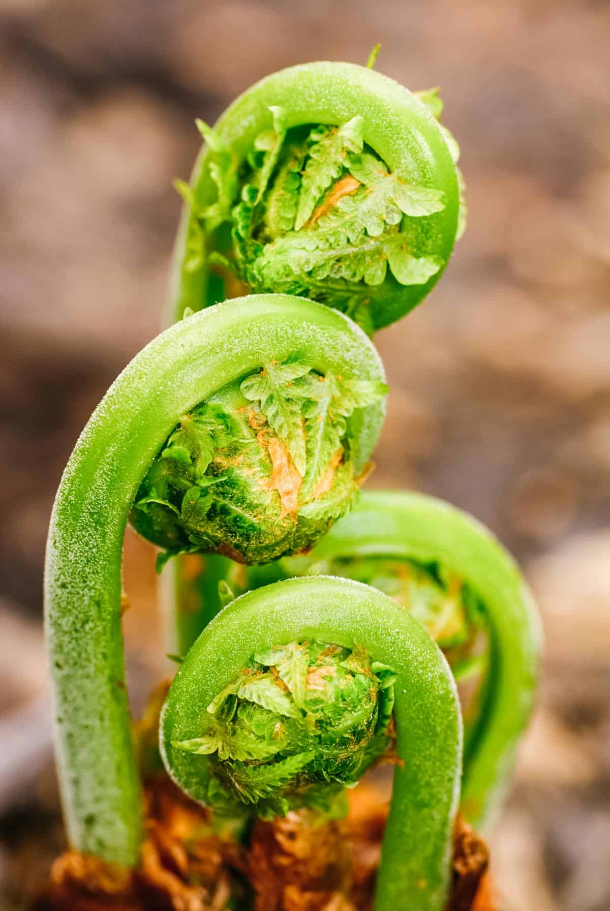 What to Forage in Spring: 20 Edible and Medicinal Plants and Fungi