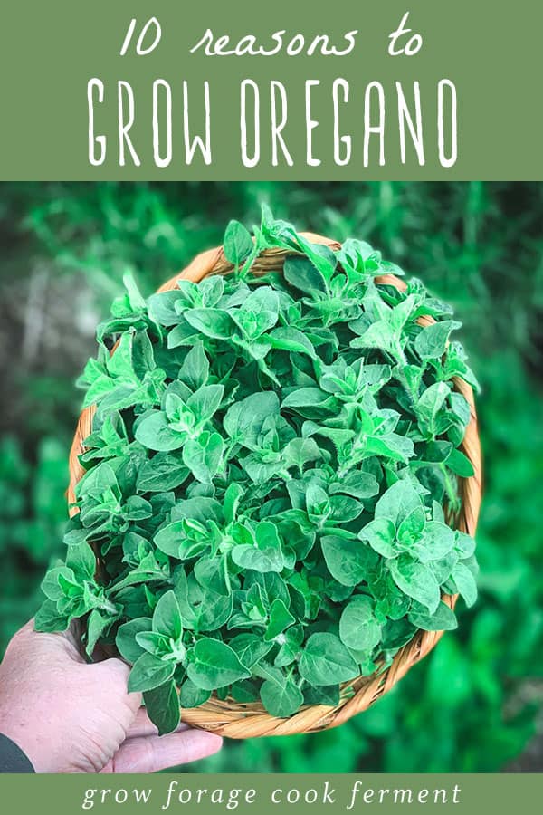 a hand holding a basket of oregano