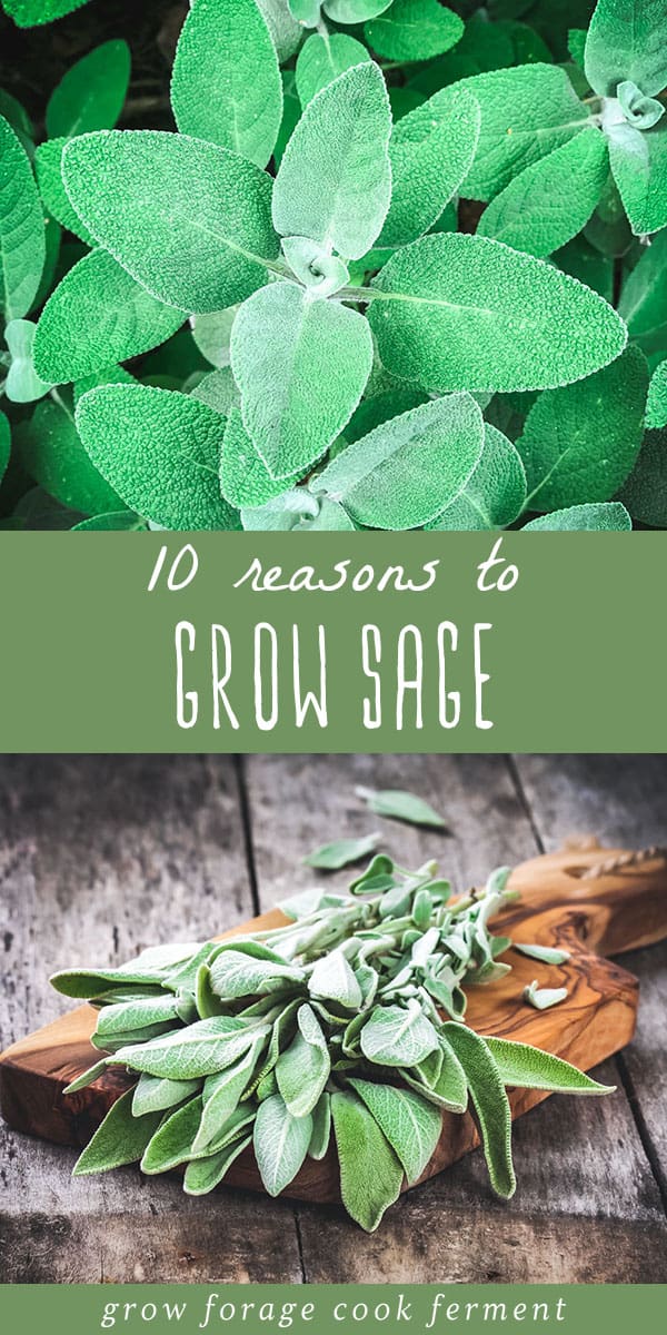 10 Reasons to Grow Sage for your Garden, Food, and Health