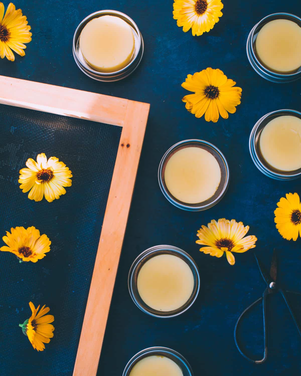 Calendula lotion bars that are round and in tins, surrounded by calendula flowers. 