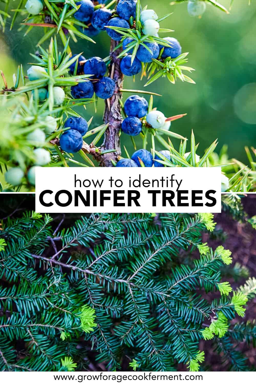 How to Identify Conifer Trees: Pine, Fir, Spruce, Juniper & More