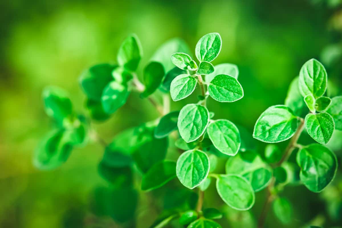 oregano growing in the garden