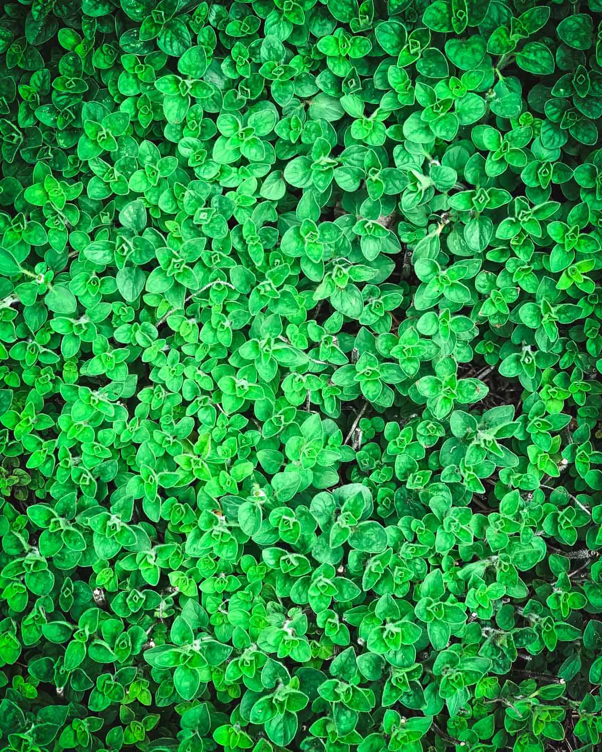 a large patch of oregano growing