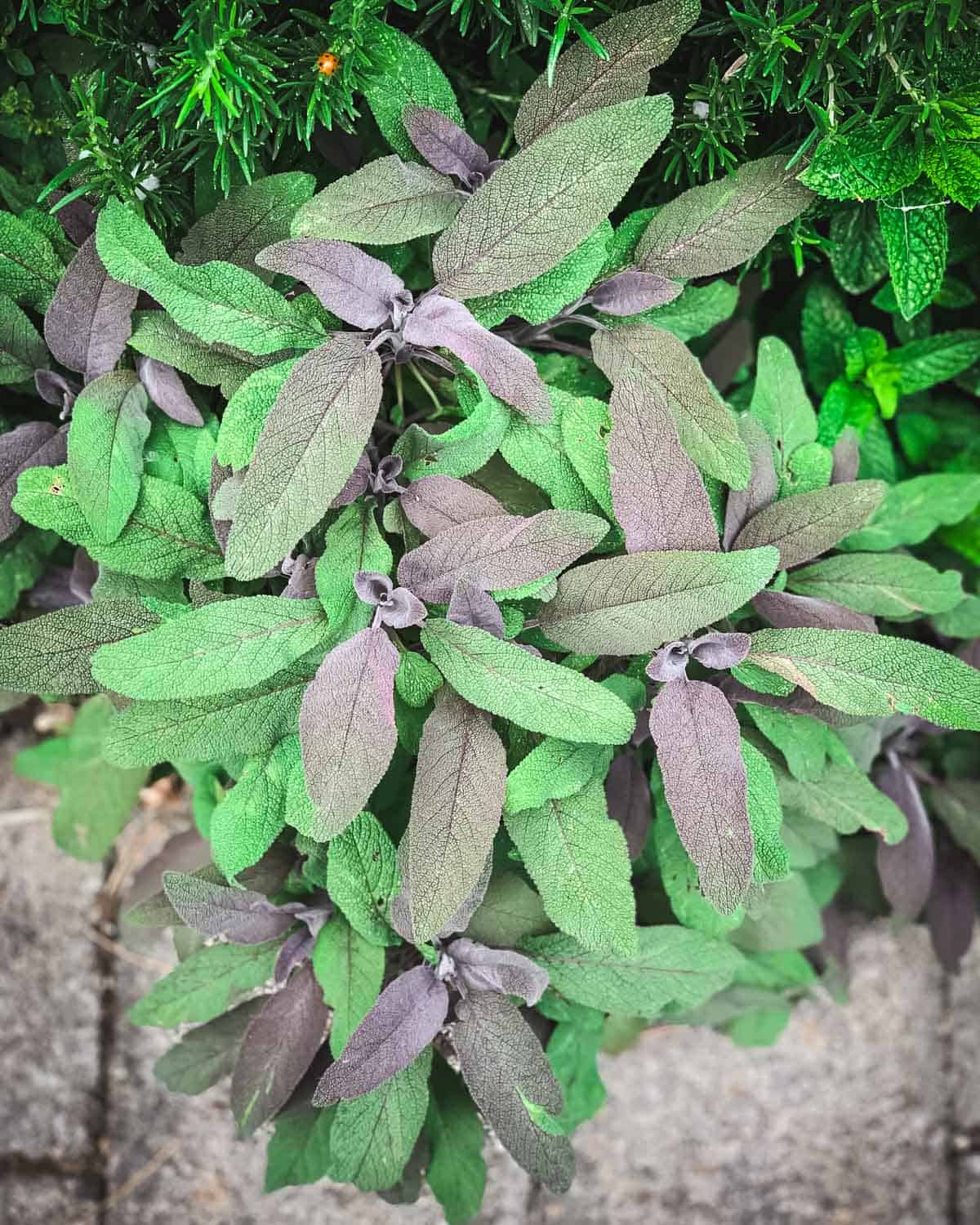 purple sage