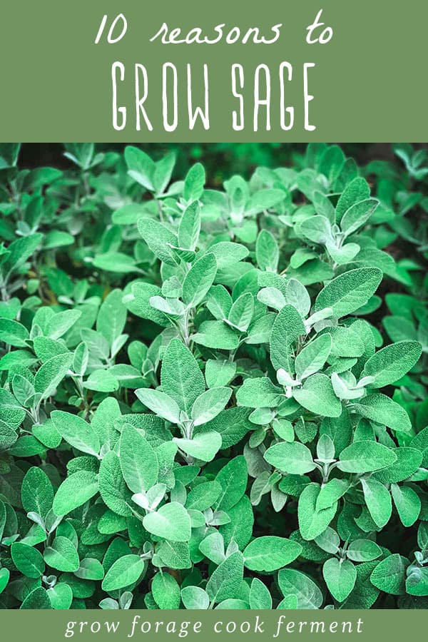 10 reasons to grow sage