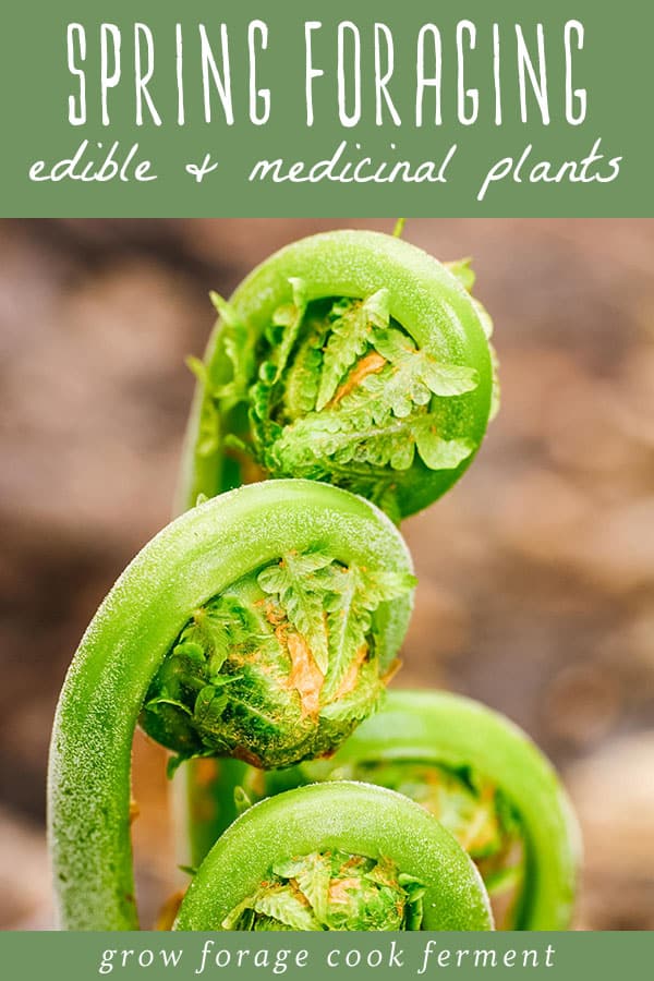 Spring is a great time for foraging and wildcrafting! Learn what to forage in spring with this list of 20 edible and medicinal plants and fungi. Spring foraging is fun!